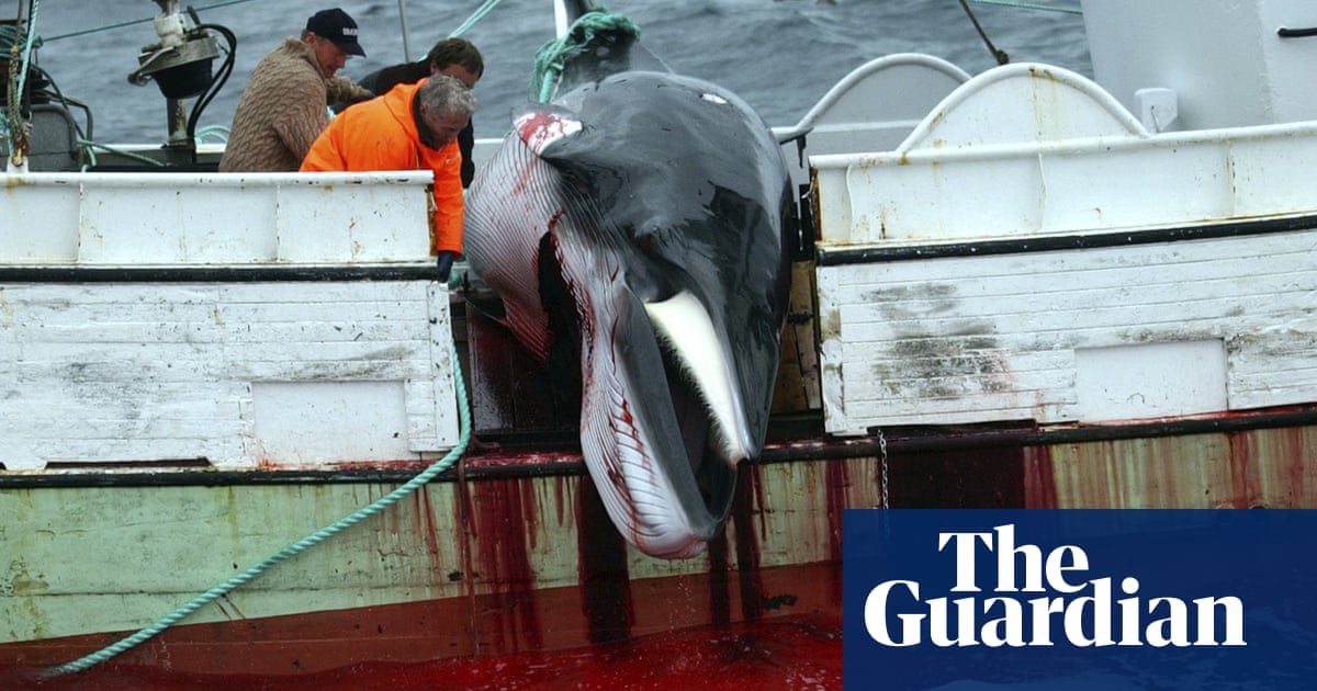 Iceland suspends annual whale hunt in move that likely spells end to controversial practice